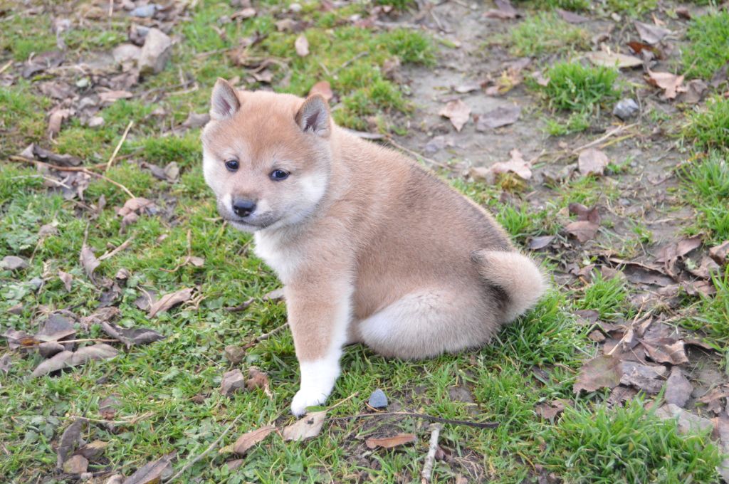 Les Shiba de l'affixe De La Baie De La Mancha