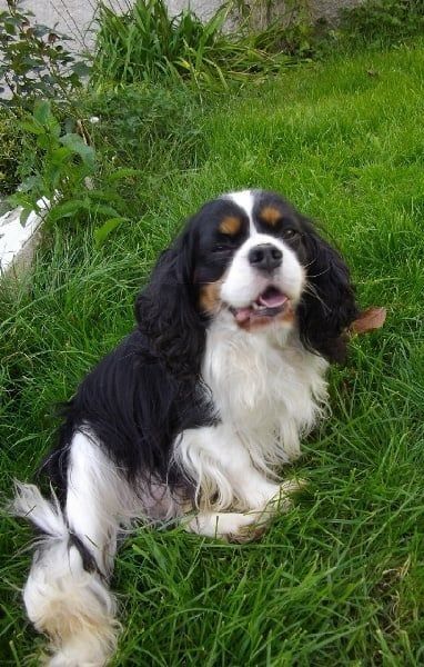 Les Cavalier King Charles Spaniel de l'affixe De La Baie De La Mancha