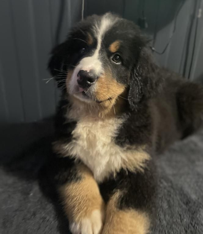 De La Baie De La Mancha - Chiot disponible  - Bouvier Bernois