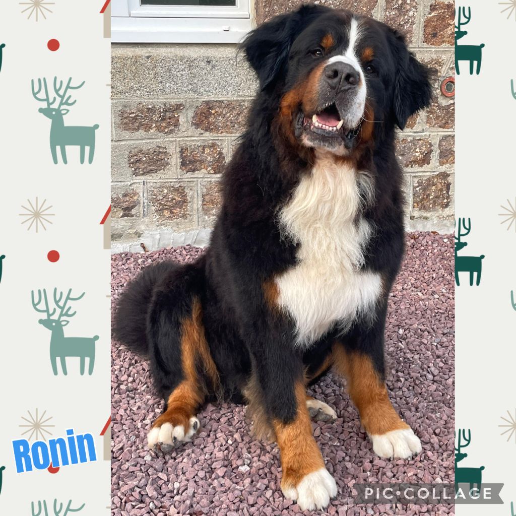 Ronin De La Baie De La Mancha