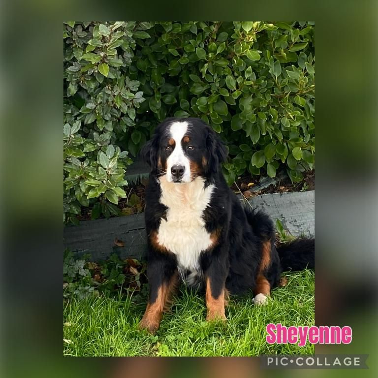 Sheyenne Du domaine de florange