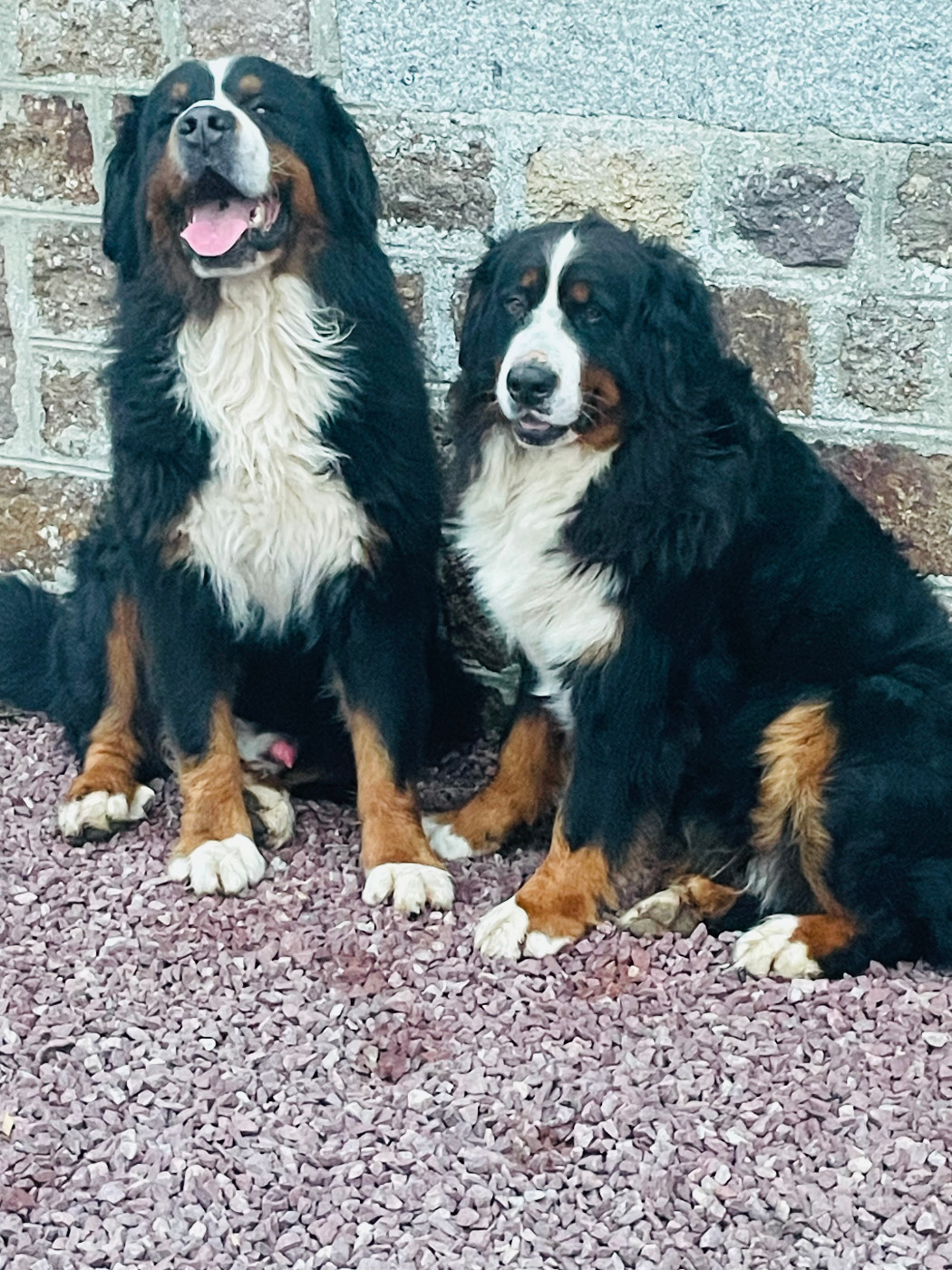 Portée Bouvier Bernois courant été 2026