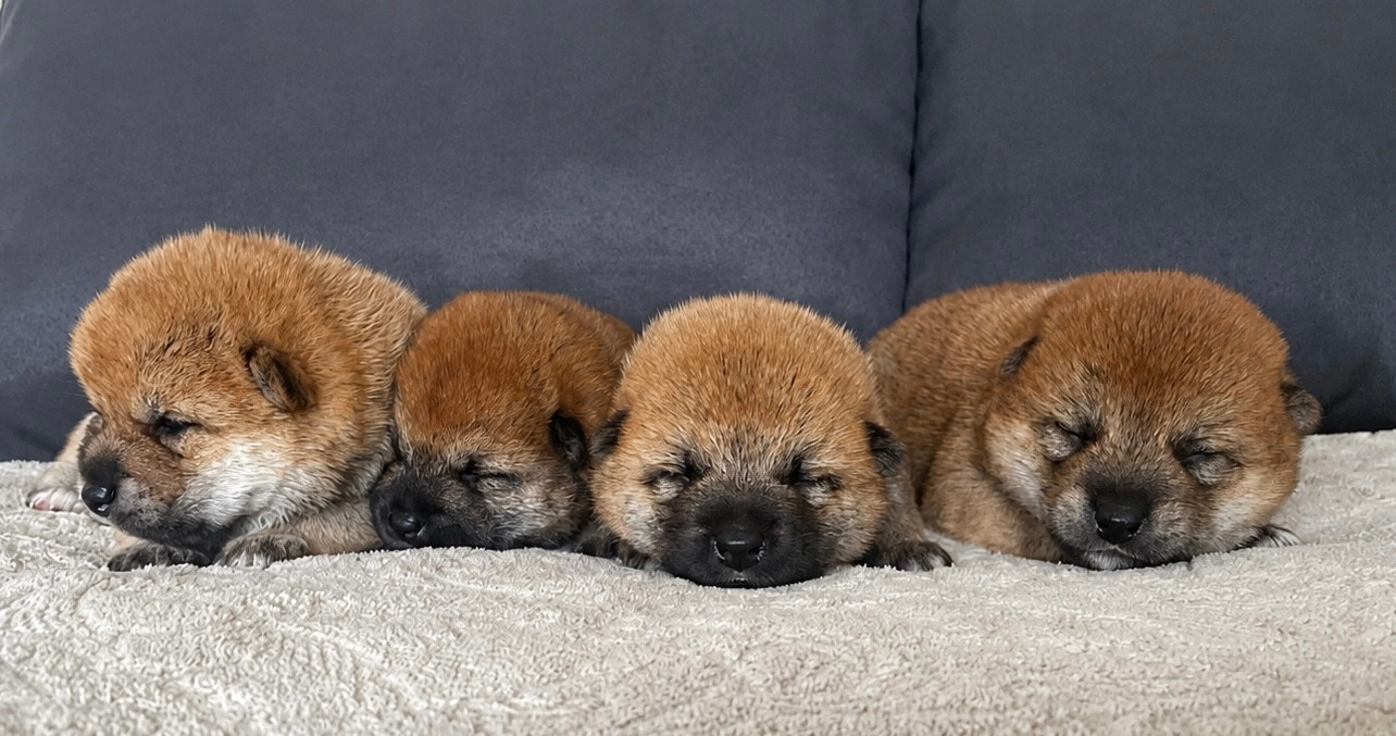 Les bébés de Yoshi et Priam sont nés le 17/06/2026