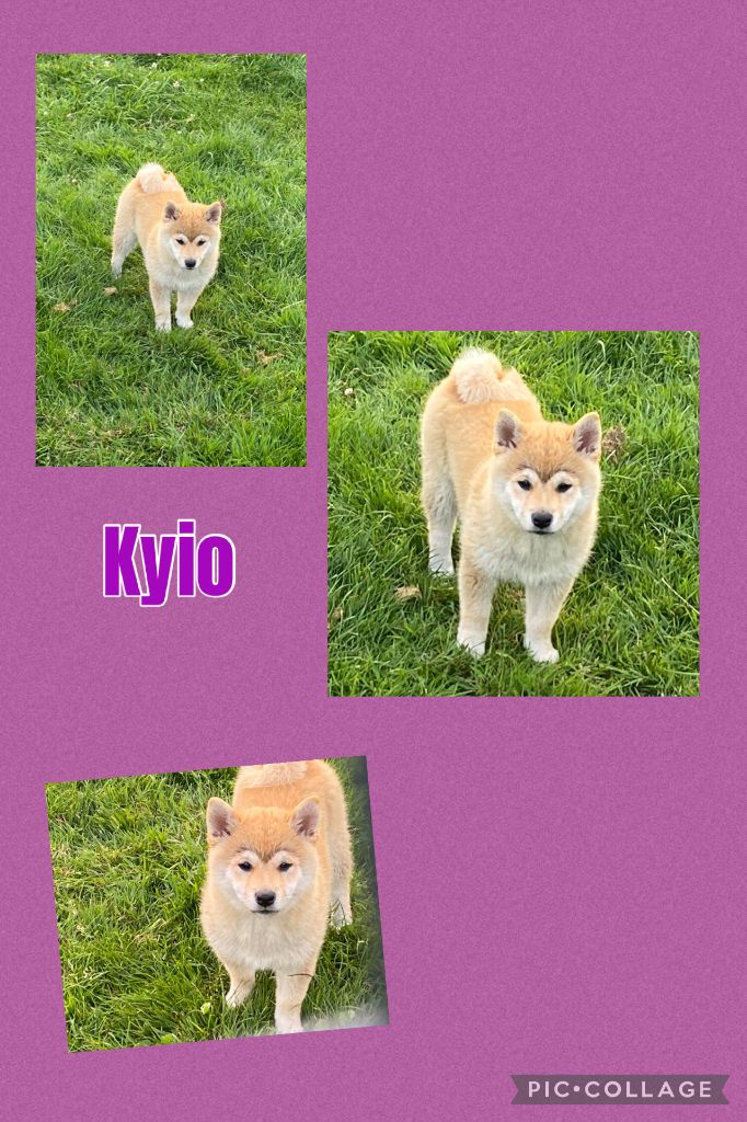 2 femelles Shiba fauve disponibles