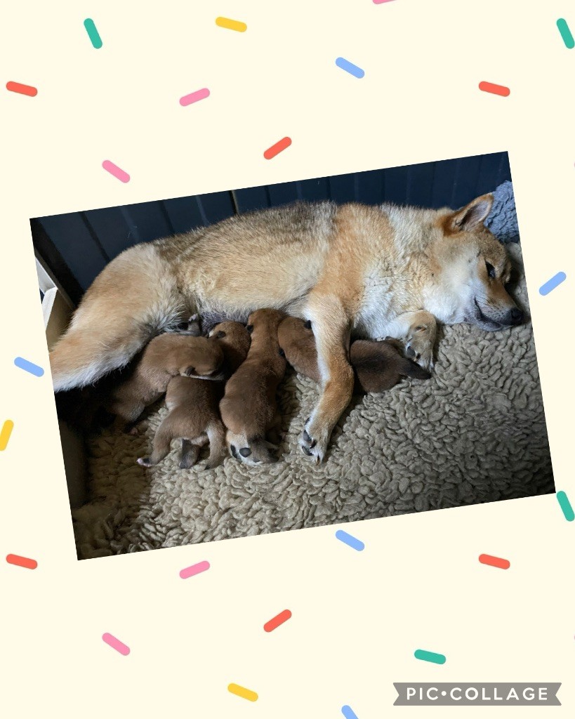 Portée de Shiba Inu
