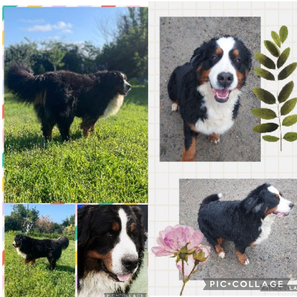 Portée Bouvier Bernois prévue en décembre 2025