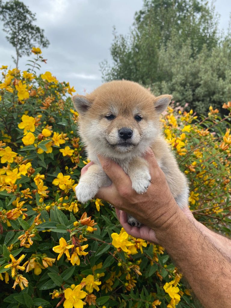 De La Baie De La Mancha - Chiots disponibles - Shiba
