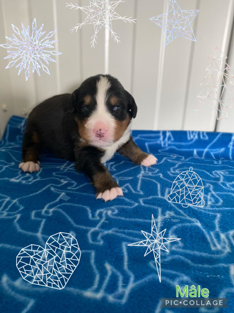 De La Baie De La Mancha - Chiots disponibles - Bouvier Bernois