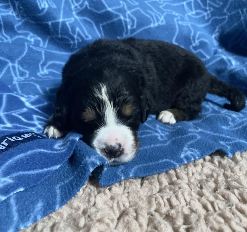 De La Baie De La Mancha - Chiots disponibles - Bouvier Bernois