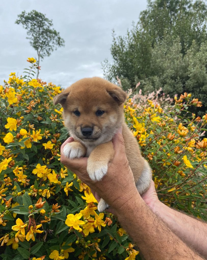 De La Baie De La Mancha - Chiots disponibles - Shiba