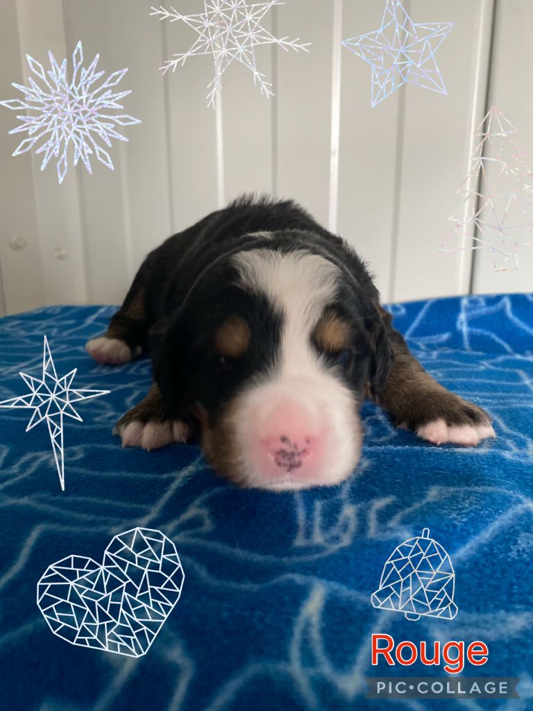 De La Baie De La Mancha - Chiots disponibles - Bouvier Bernois