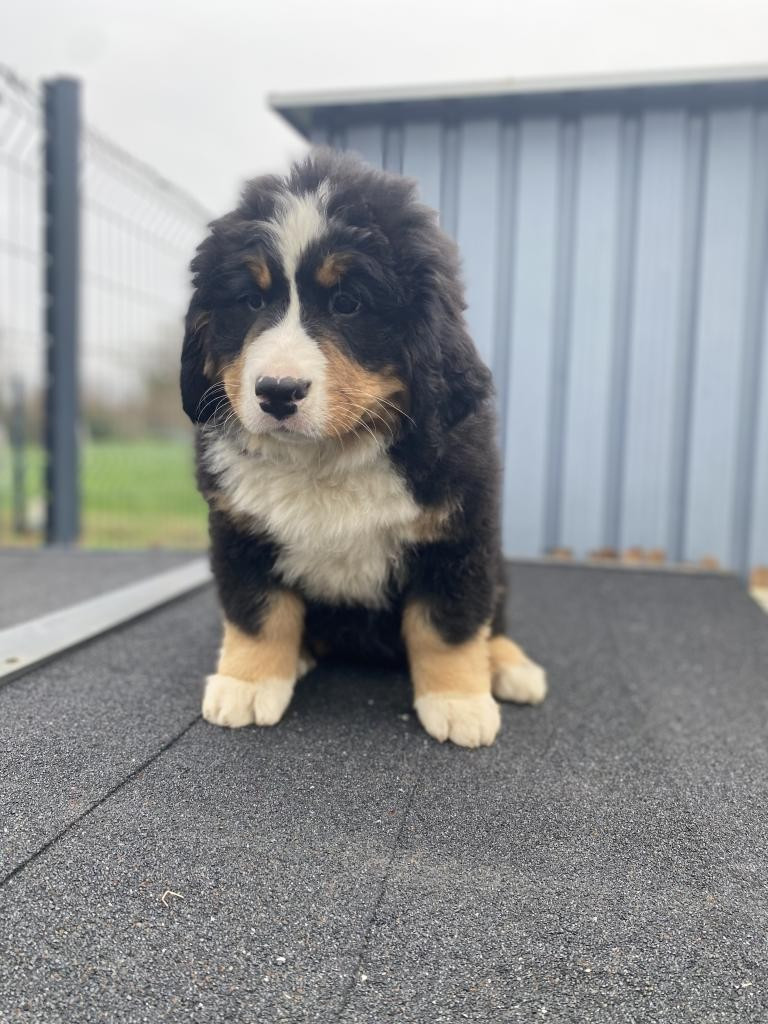 De La Baie De La Mancha - Chiots disponibles - Bouvier Bernois