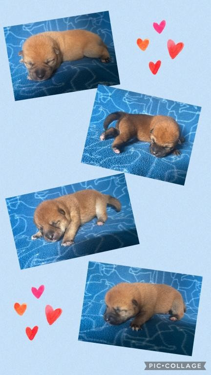 De La Baie De La Mancha - Chiots disponibles - Shiba