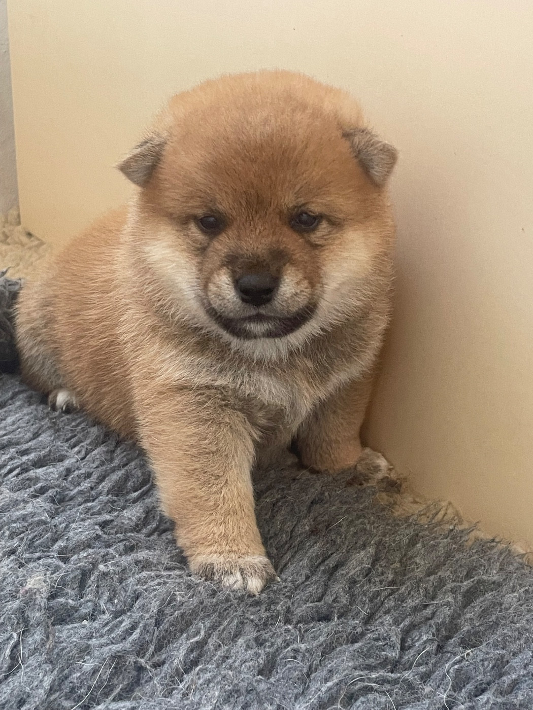 De La Baie De La Mancha - Chiots disponibles - Shiba