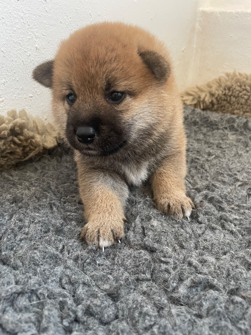 De La Baie De La Mancha - Chiots disponibles - Shiba