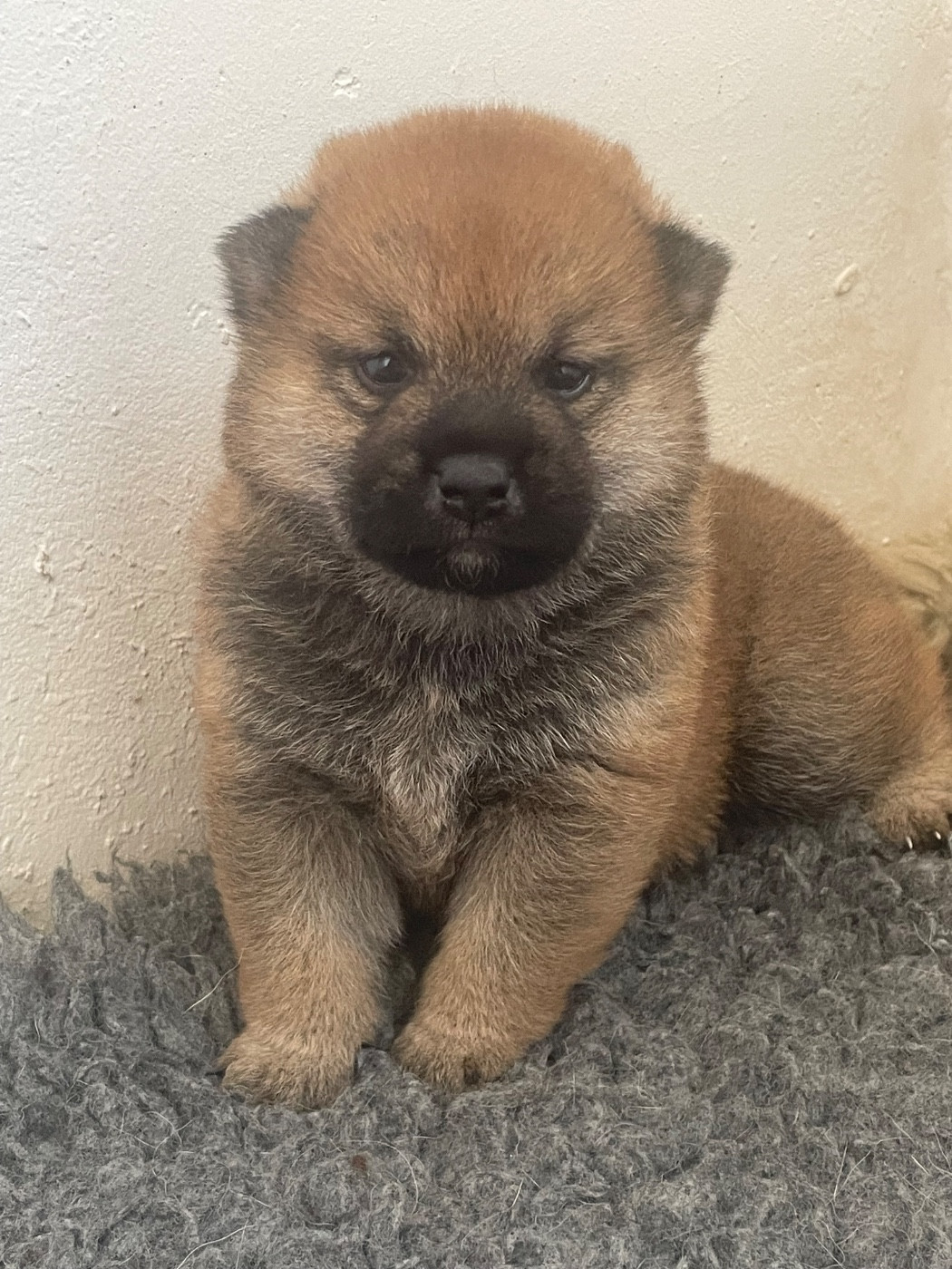 De La Baie De La Mancha - Chiots disponibles - Shiba