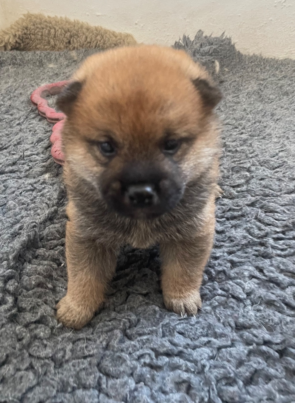 De La Baie De La Mancha - Chiots disponibles - Shiba