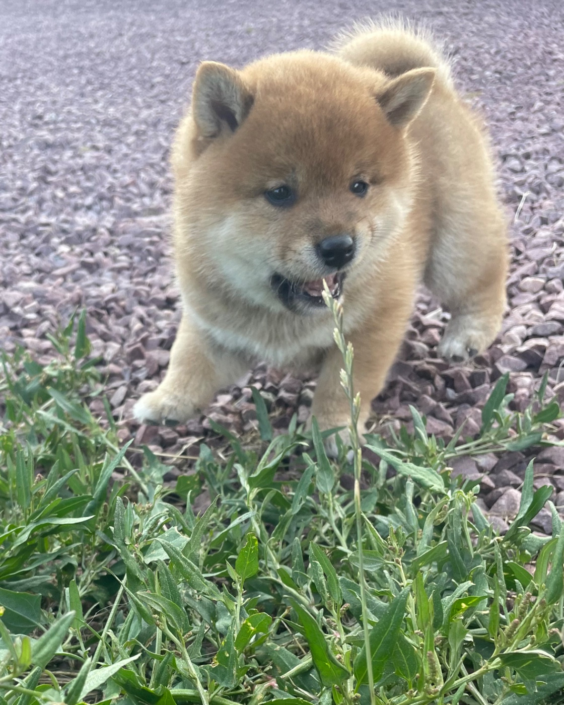 De La Baie De La Mancha - Chiots disponibles - Shiba