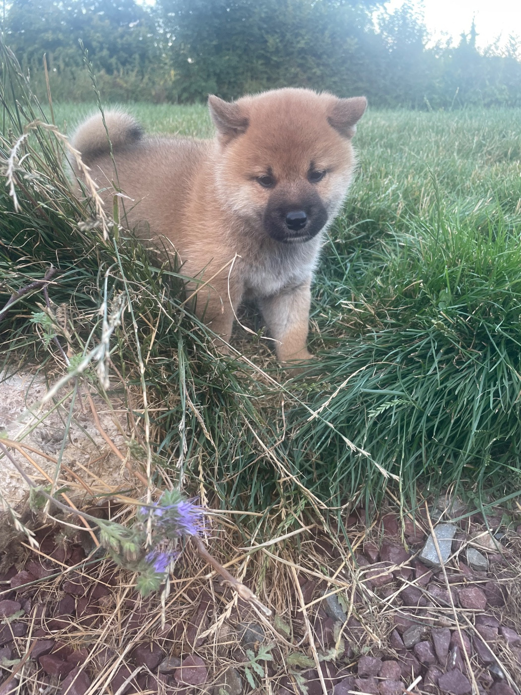 De La Baie De La Mancha - Chiots disponibles - Shiba