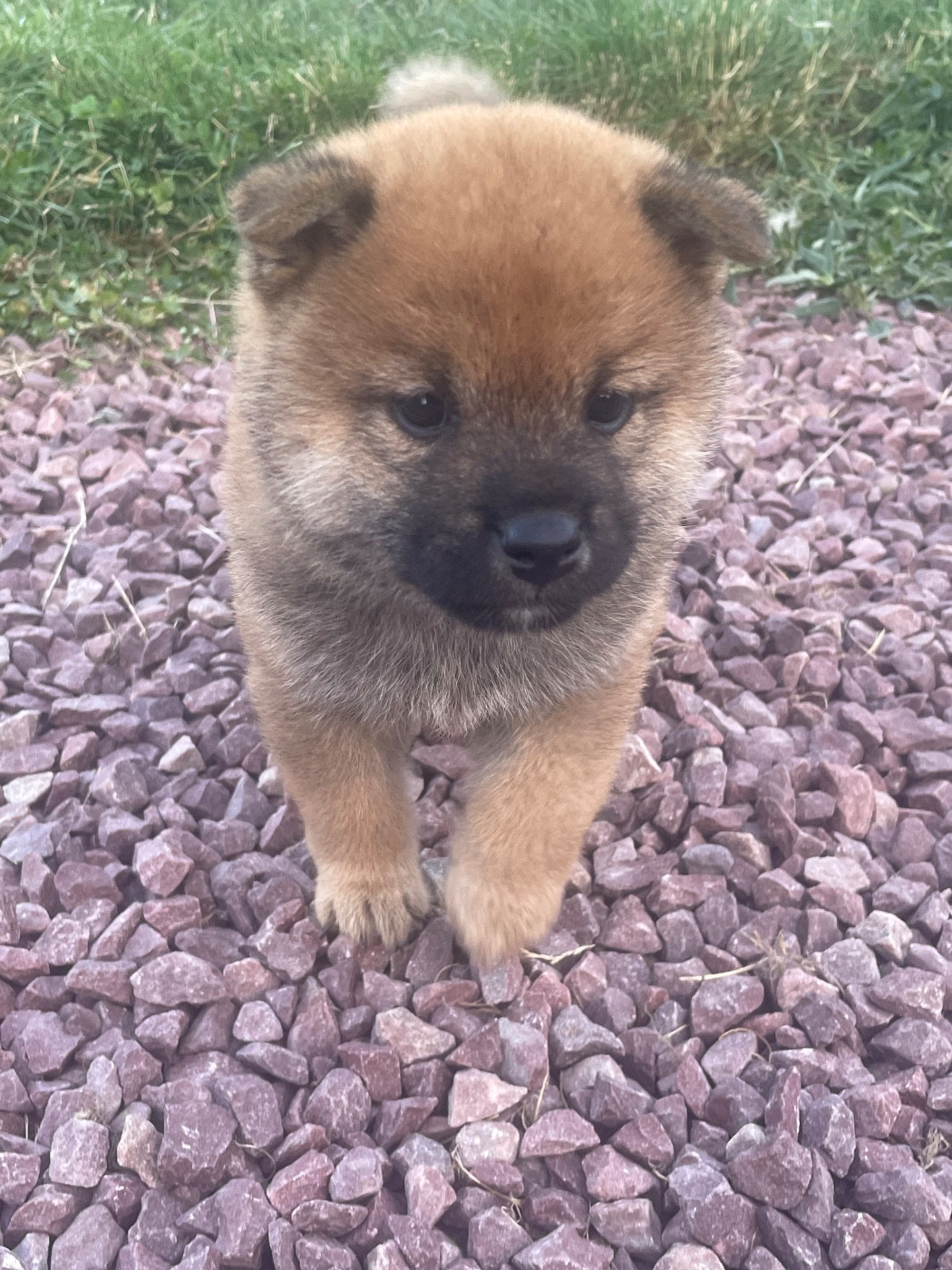 De La Baie De La Mancha - Chiots disponibles - Shiba