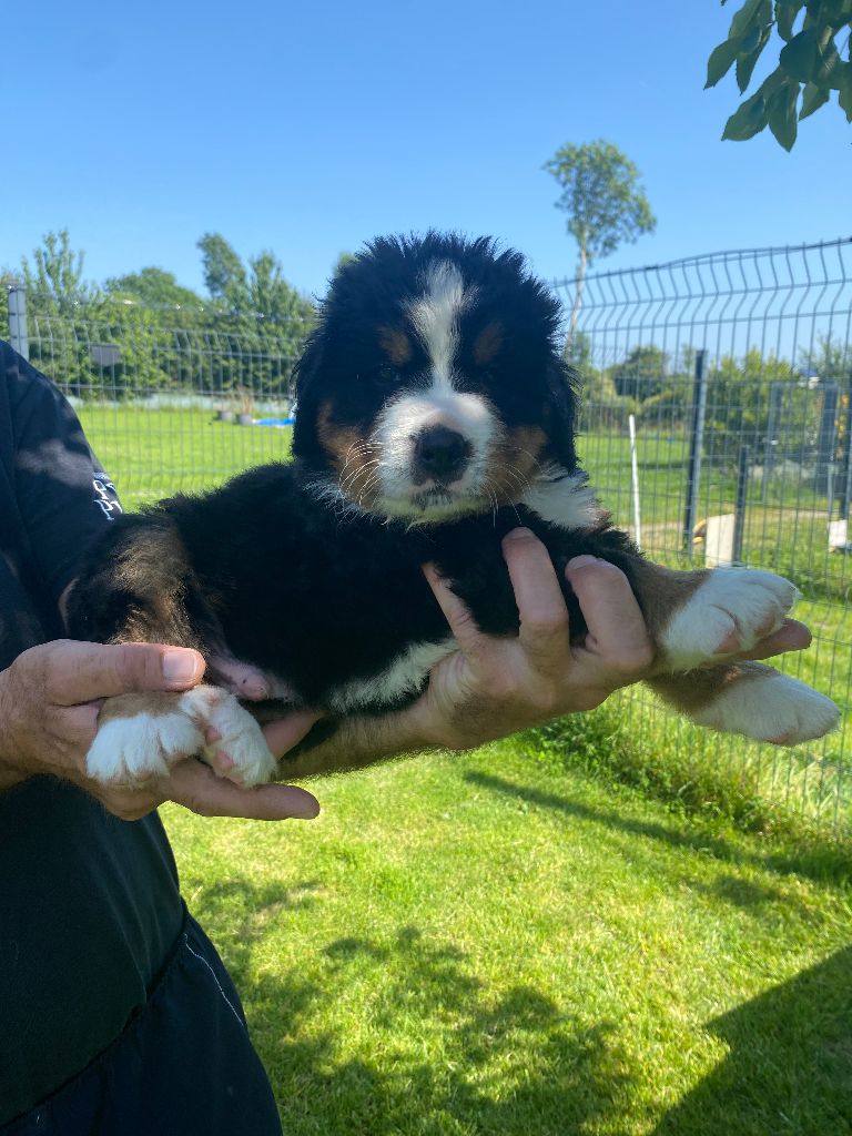 De La Baie De La Mancha - Chiots disponibles - Bouvier Bernois
