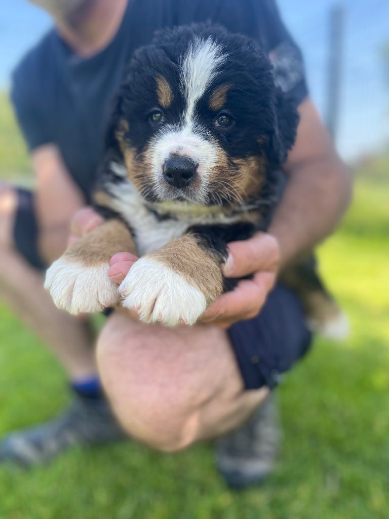 De La Baie De La Mancha - Chiots disponibles - Bouvier Bernois