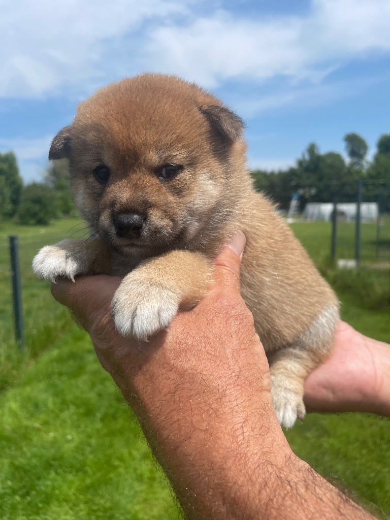 De La Baie De La Mancha - Chiots disponibles - Shiba