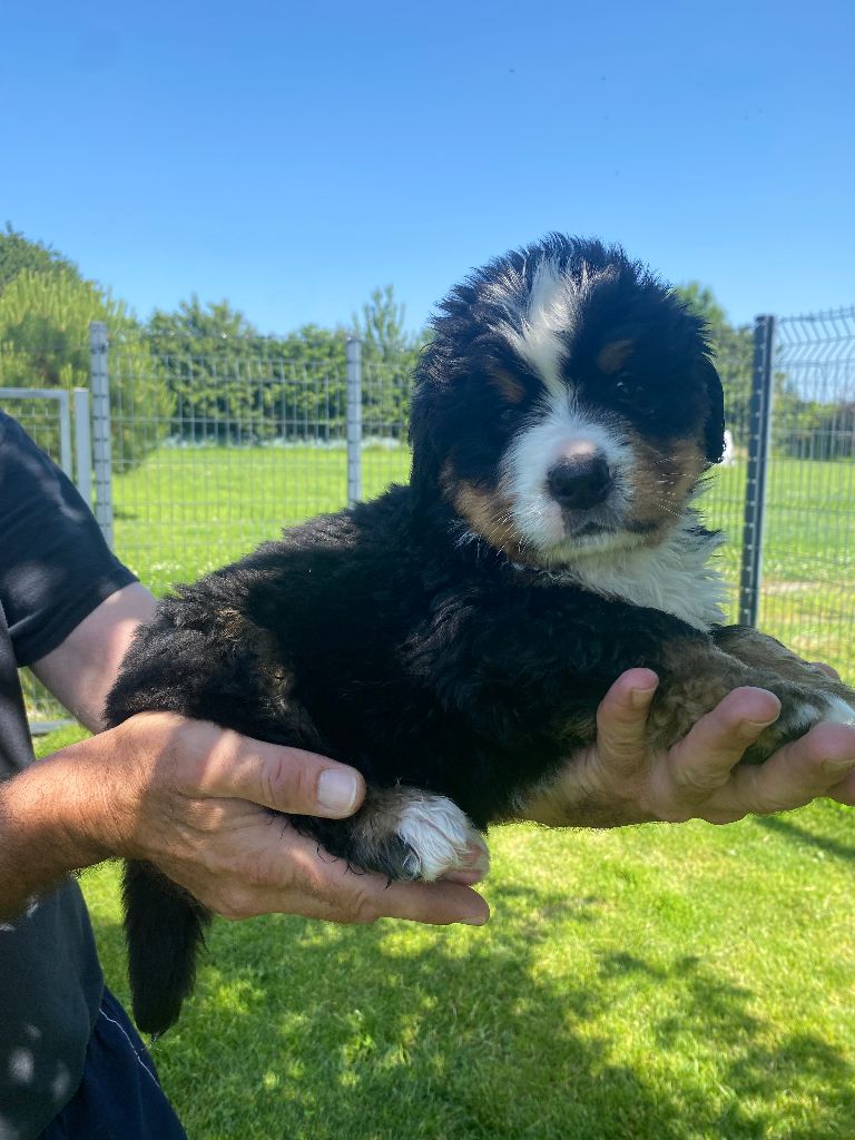 De La Baie De La Mancha - Chiots disponibles - Bouvier Bernois
