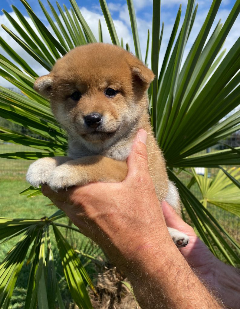 De La Baie De La Mancha - Chiots disponibles - Shiba