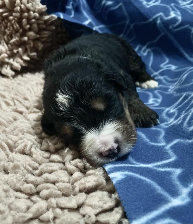De La Baie De La Mancha - Chiots disponibles - Bouvier Bernois