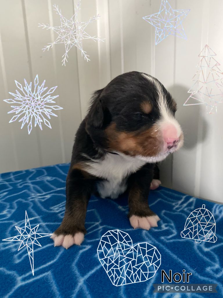 De La Baie De La Mancha - Chiots disponibles - Bouvier Bernois