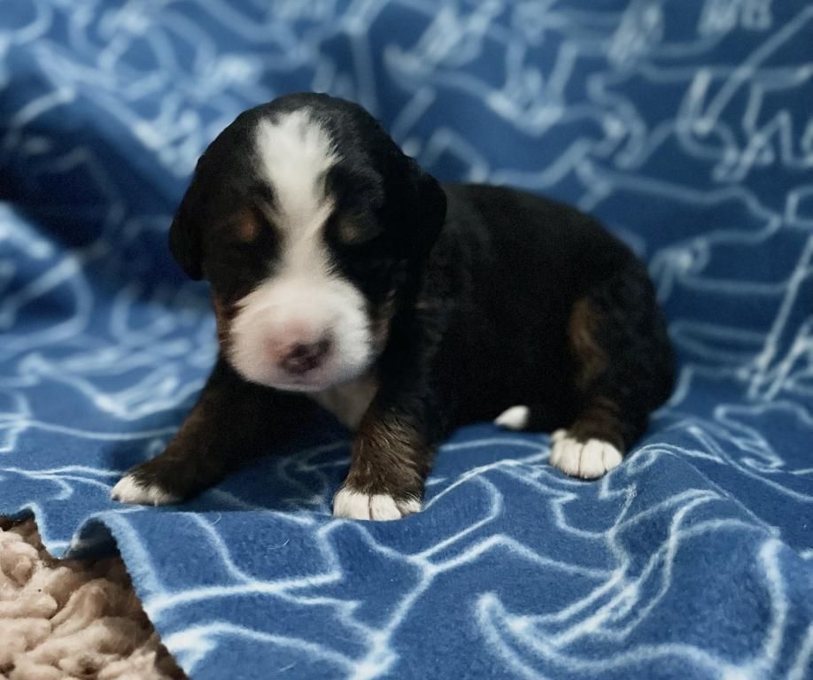 De La Baie De La Mancha - Chiots disponibles - Bouvier Bernois