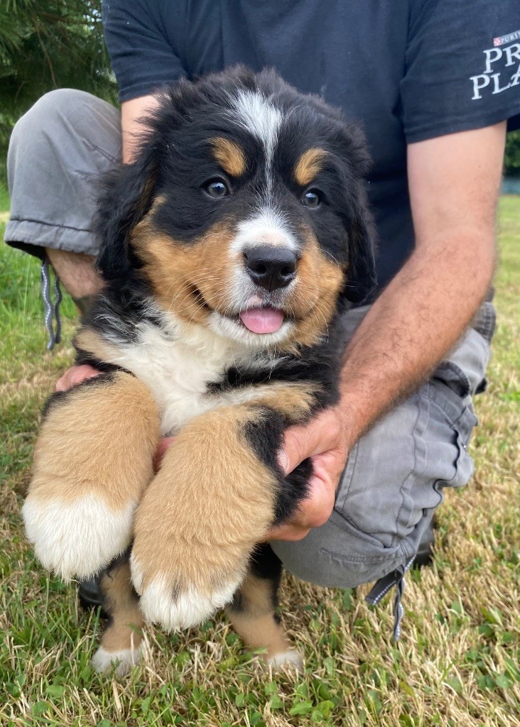 De La Baie De La Mancha - Chiots disponibles - Bouvier Bernois