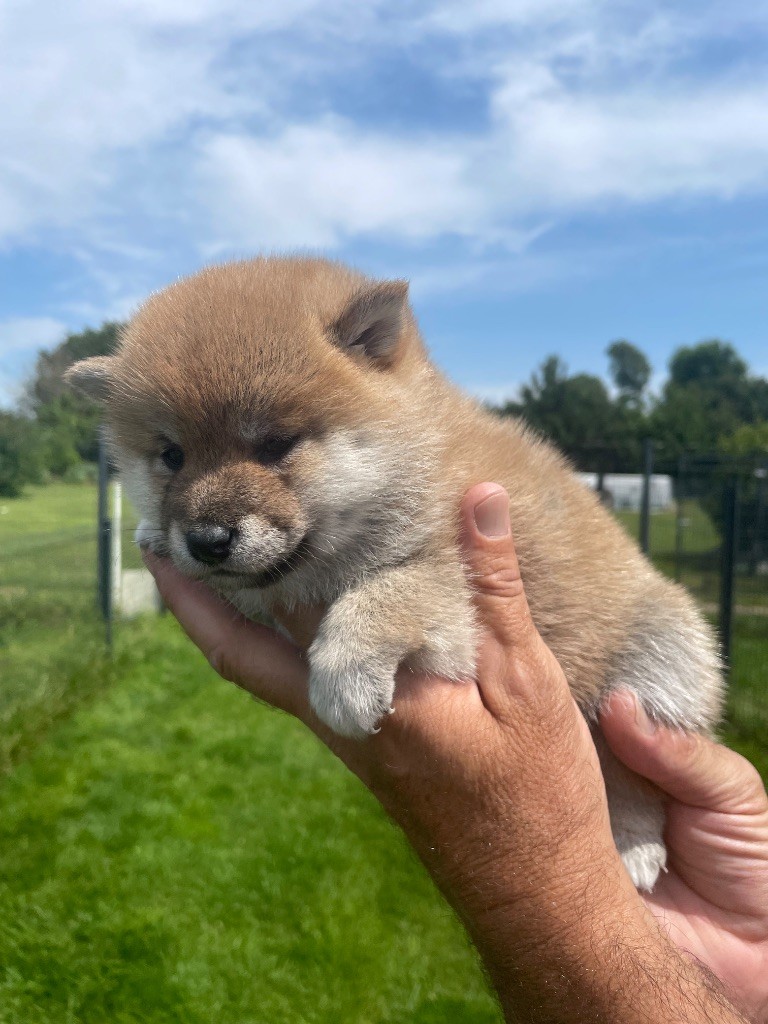 De La Baie De La Mancha - Chiots disponibles - Shiba