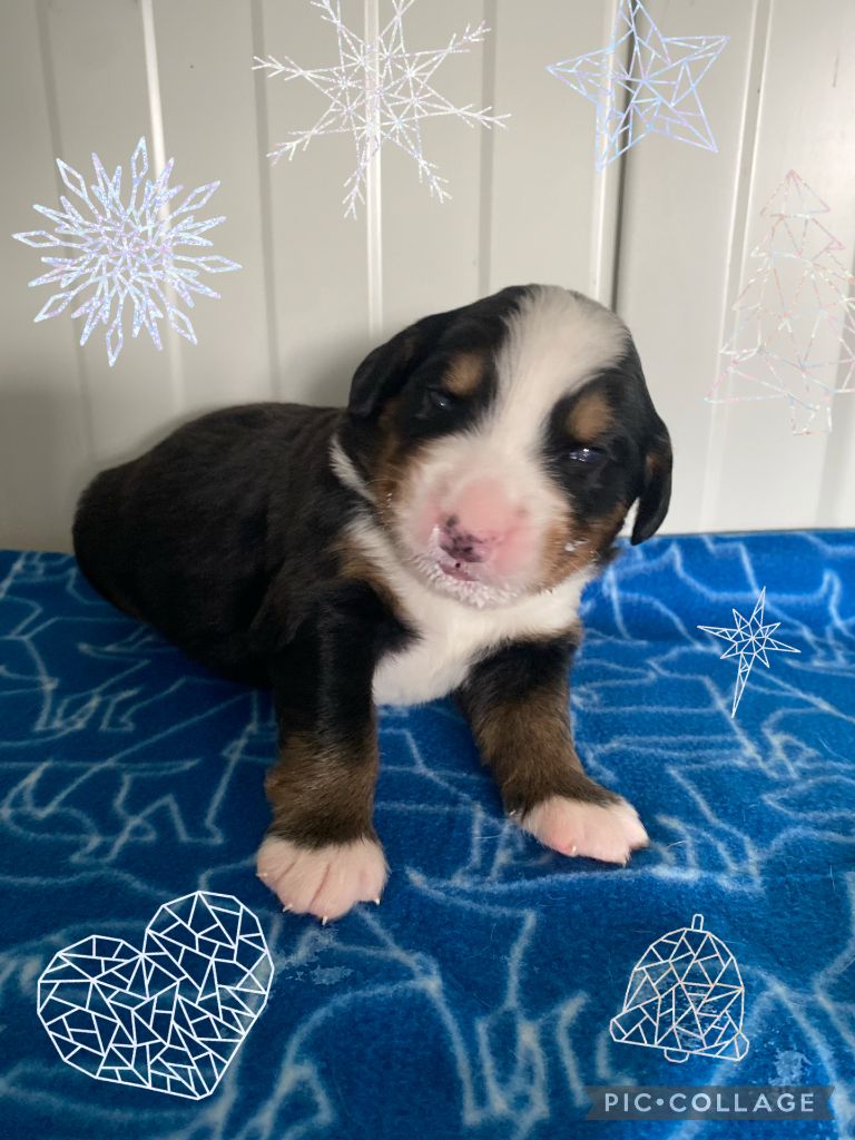 De La Baie De La Mancha - Chiots disponibles - Bouvier Bernois