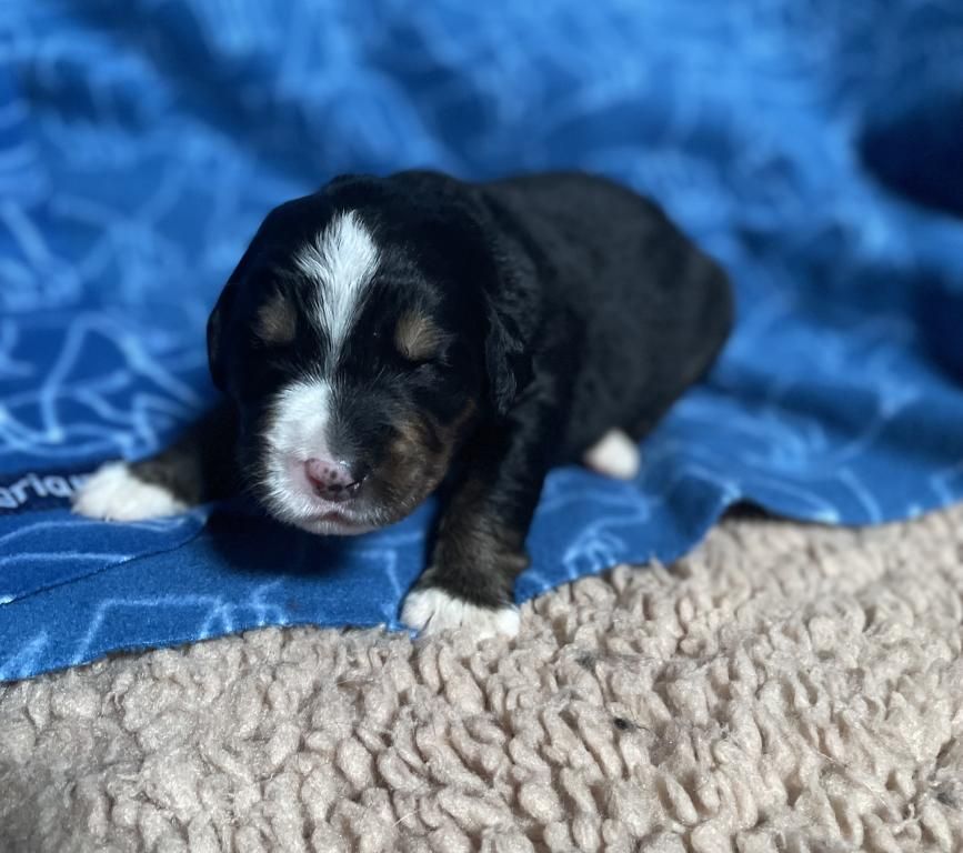 De La Baie De La Mancha - Chiots disponibles - Bouvier Bernois