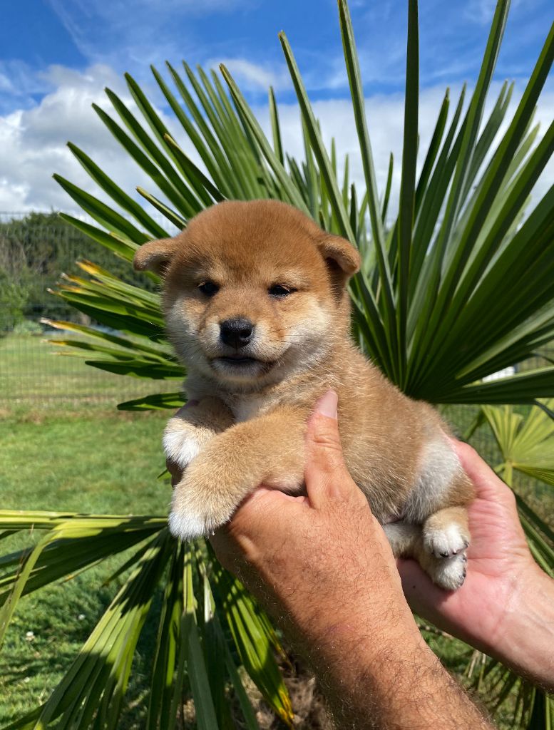 De La Baie De La Mancha - Chiots disponibles - Shiba