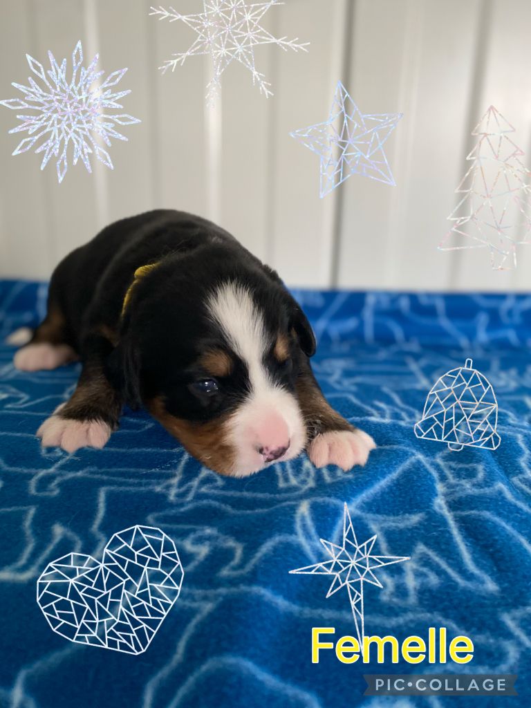 De La Baie De La Mancha - Chiots disponibles - Bouvier Bernois