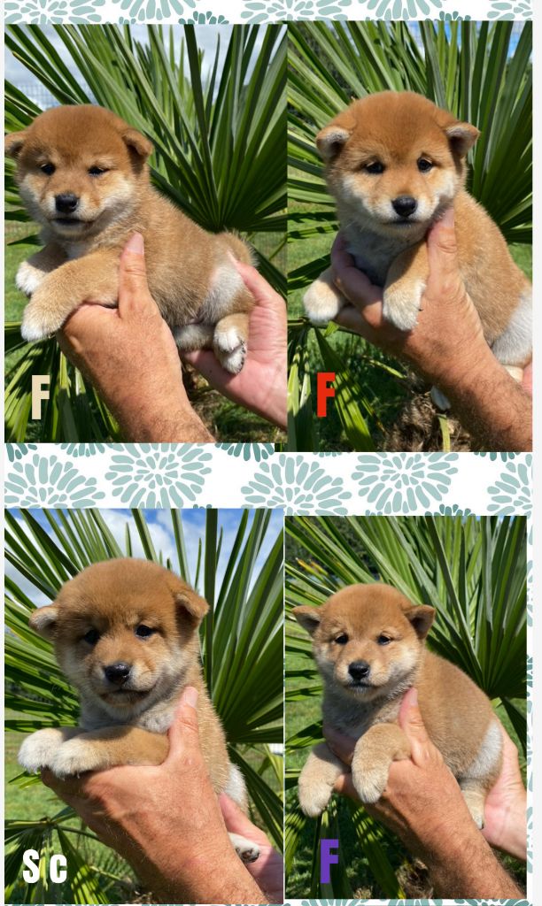 Chiot Shiba De La Baie De La Mancha