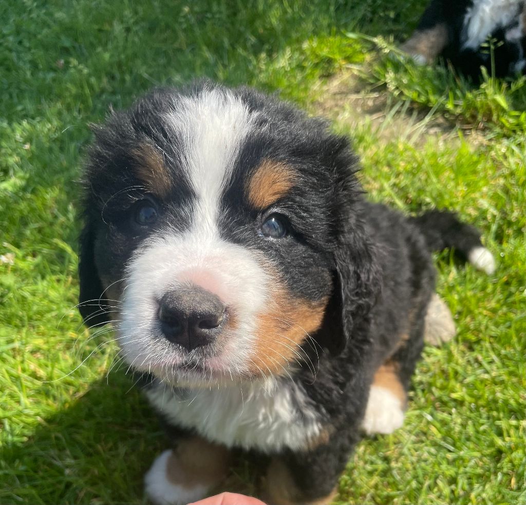 De La Baie De La Mancha - Chiots disponibles - Bouvier Bernois