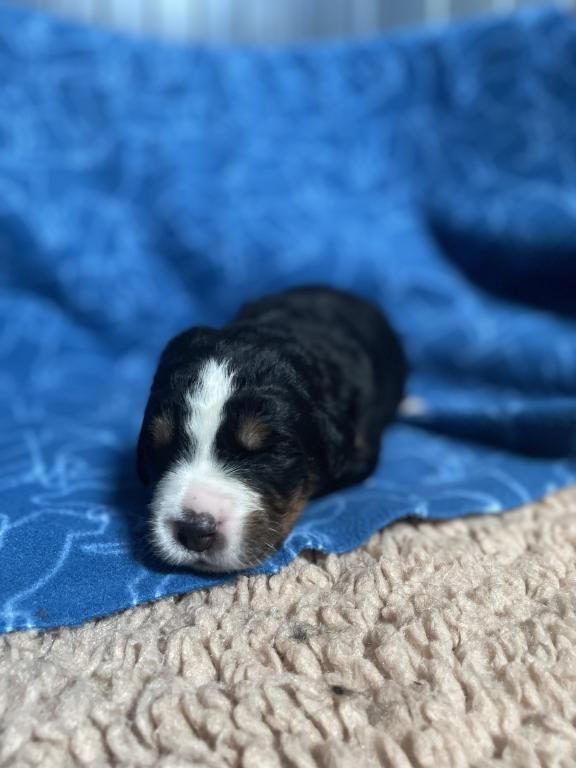 De La Baie De La Mancha - Chiots disponibles - Bouvier Bernois