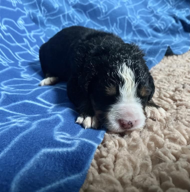 De La Baie De La Mancha - Chiots disponibles - Bouvier Bernois