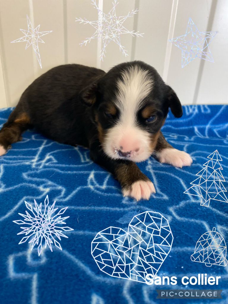 De La Baie De La Mancha - Chiots disponibles - Bouvier Bernois