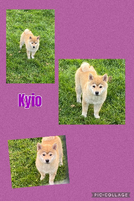 Kyio