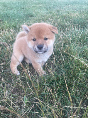 CHIOT 2
