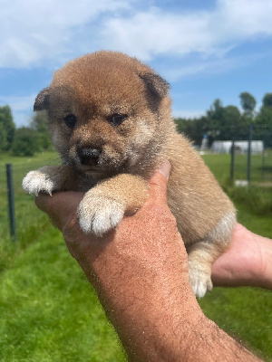 CHIOT