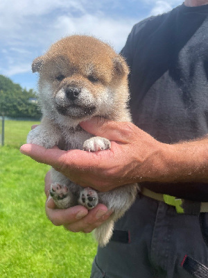 CHIOT