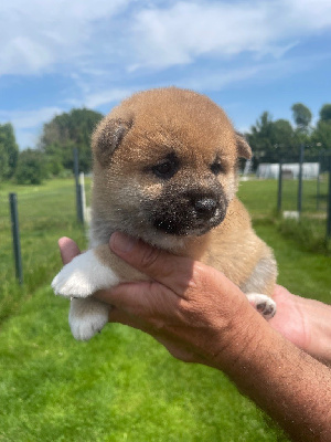 CHIOT