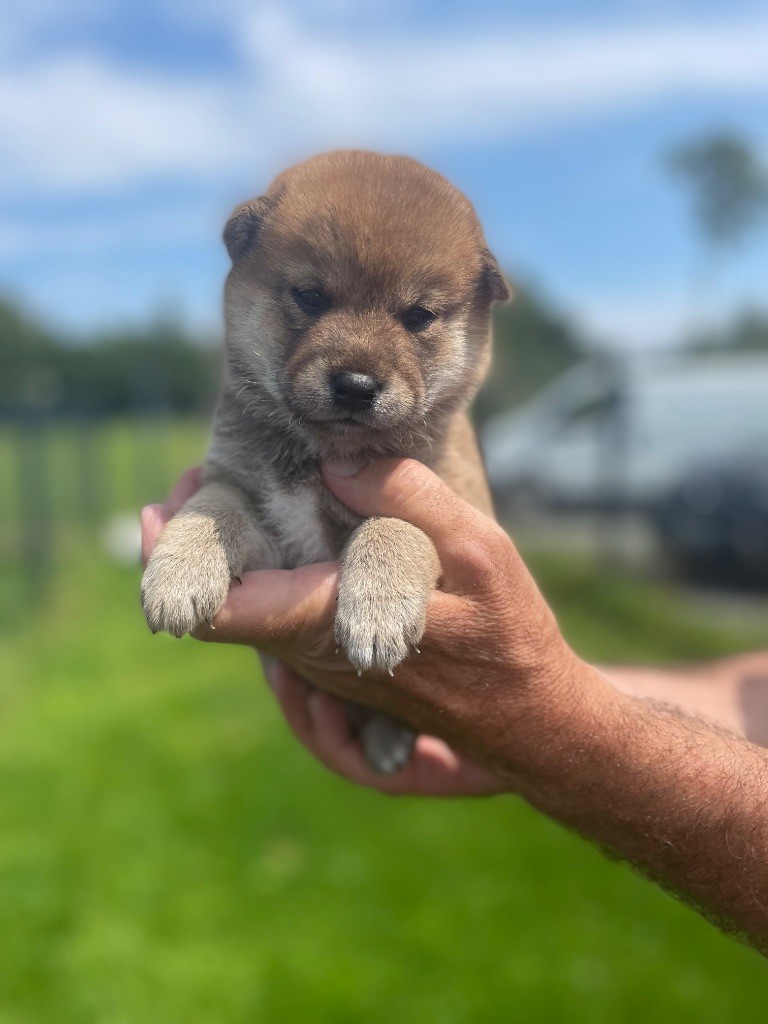 CHIOT