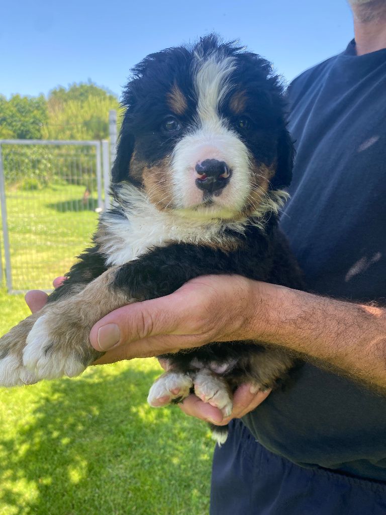 De La Baie De La Mancha - Chiots disponibles - Bouvier Bernois